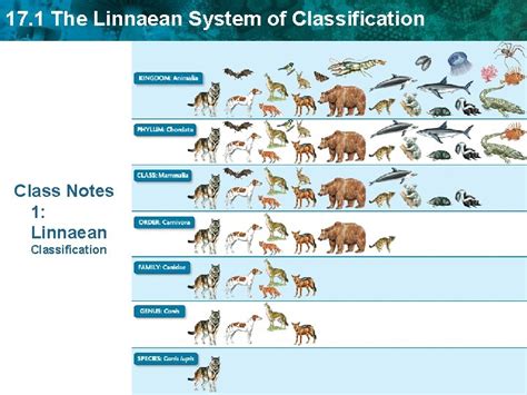 Image result for Linnaean Hierarchy Explained