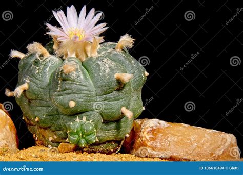 Blooming Lophophora Williamsii - Peyote Cactus Stock Photo - Image of ...