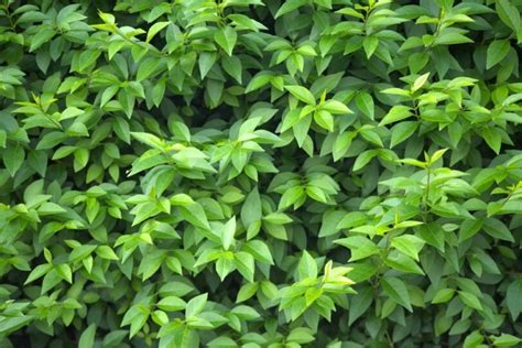 Image result for Privet Types
