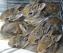 Image result for Caring for Wild Baby Bunnies