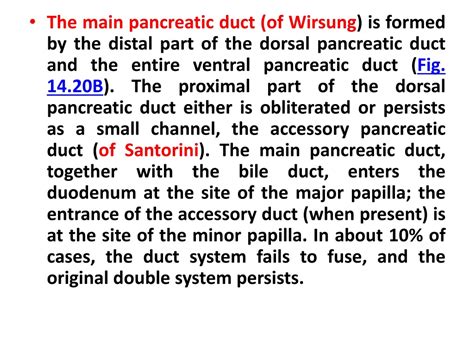 PPT - Digestive System PowerPoint Presentation, free download - ID:8929904
