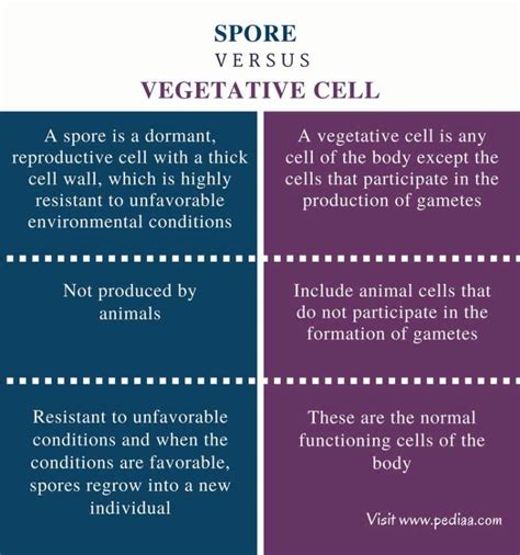 Differentiate between vegetative propagation and spore formation ...