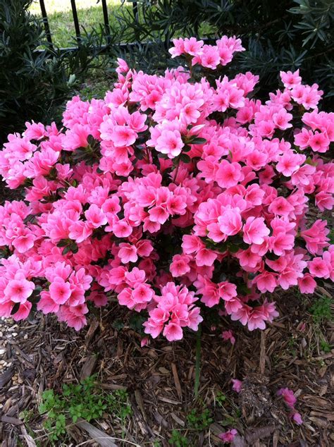 Coral Bells Azalea Plants, Short Azalea, with Lots of Coral Pink Flowe ...