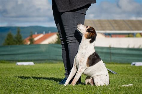 Rally Obedience víkend s Móni Szőcs v Lazanoch, Lazany Slovakia, Lazany ...