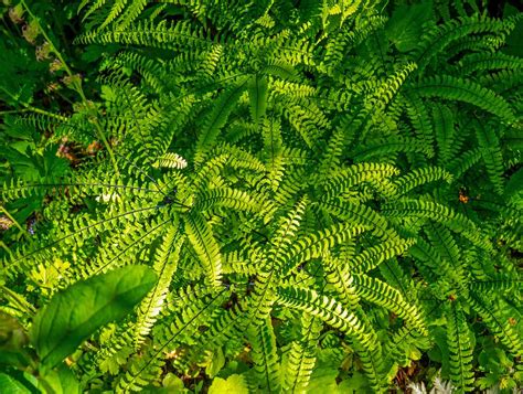 Types Of Ferns And Their Names