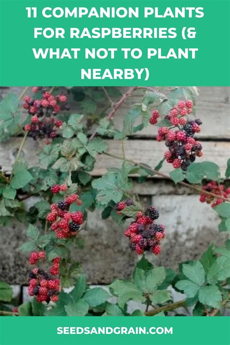 How to Trim Raspberry Bushes in Spring 的图像结果