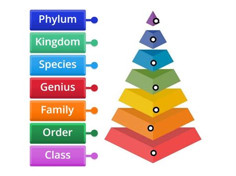 Why Is Classification of Animals Needed 的图像结果