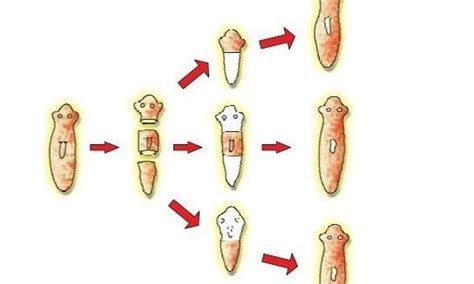 Draw diagrams to explain how each of the body parts of planaria ...