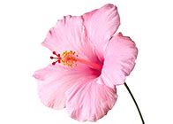 Gheesutrā Face Emulsion Cream For Glowing Skin Online | Shankara India