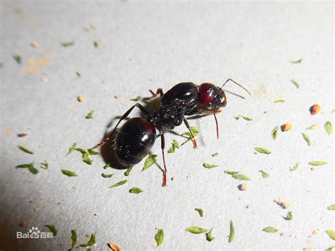 世界上最大的蚂蚁图片 巨型蚂蚁吃人图片 -自媒体热点