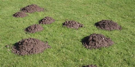 Gopher Control Methods 的图像结果