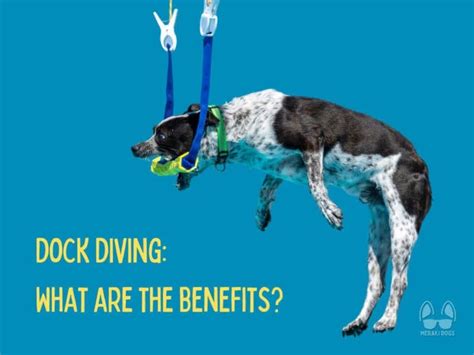 Image result for Dog Diving Platform