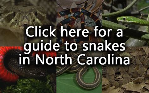 PHOTO: Woman spots snake mating ball along popular greenway trail