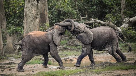 Some Elephants in Africa Are Just a Step From Extinction - The New York Times
