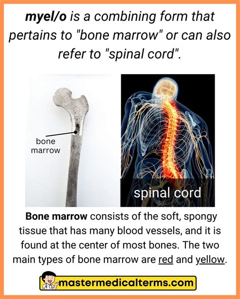 Common Word Roots for Lymphatic System - Master Medical Terms