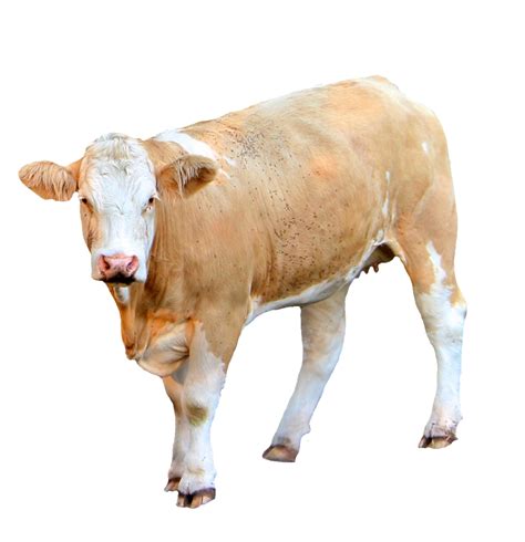 Image result for Cow Using Shapes On Python Turtle