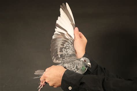 LOT 95 AFRIKAPRO AUCTION 5 -ANTON SCHONKEN-ZA-25-HOBY-22 -SIRE:185 ZA ...