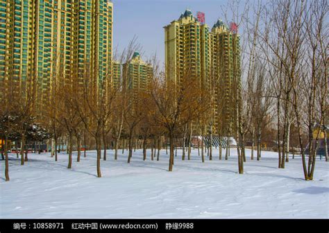 鞍山万水河树林雪地与高层建筑高清图片下载_红动中国
