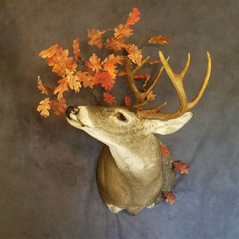 Deer Shoulder Mount