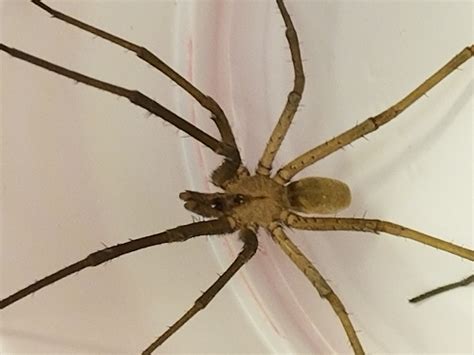 Male Kukulcania hibernalis (Southern House Spider) in Atlanta, Georgia ...