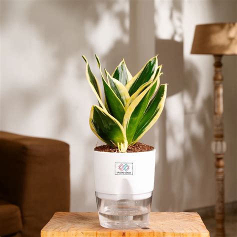 Golden Hahnii Snake Plant - Air-Purifying, Easy Care – Giftech Global