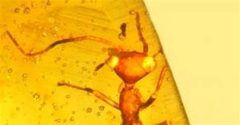 New 100-million-year-old ‘ET-like’ insect discovered, scientists place ...