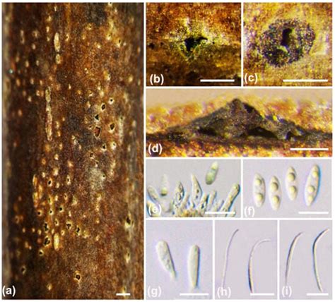 JoF | August 2024 - Browse Articles