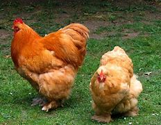 Image result for Bunch of Chickens