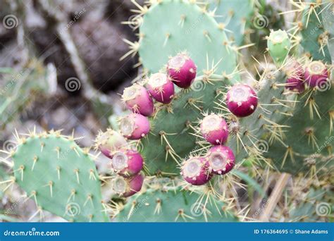 Texas Cactus stock image. Image of plant, texas, grande - 176364695