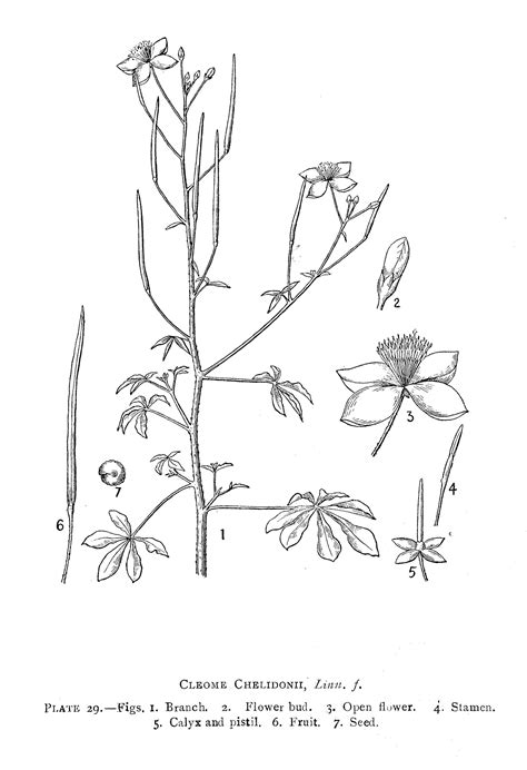 Herbarium JCB