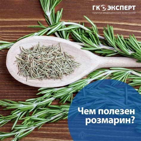 Розмарин: лечебные свойства и противопоказания для здоровья, польза и вред