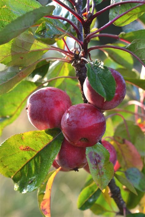 Image result for Pruning Columnar Apple Trees