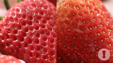 草莓有几种颜色 有什么品种-养花技巧-江苏长景园林