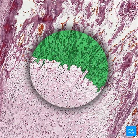 Image result for Bone Tissue Formation