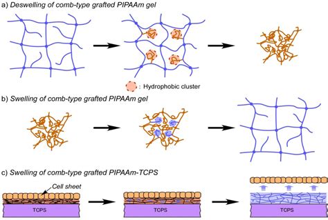 Temperature-Responsive Polymer Modified Surface for Cell Sheet Engineering