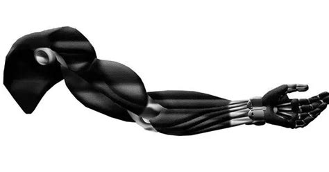 Image result for How to Build Artificial Muscles Move