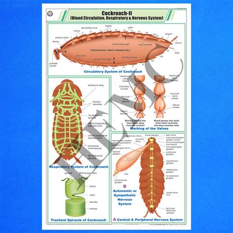 Cockroach Respiratory System 的图像结果