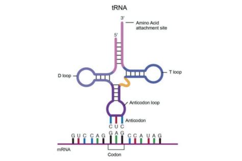 RNA Types 的图像结果