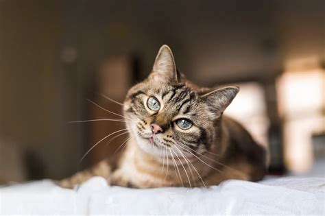 Standard Lodging | Red Bluff Pet Resort