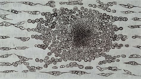 Rudolf Virchow | Meer