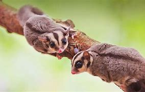 sugar glider 的图像结果