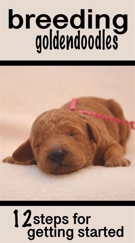 Goldendoodle Puppy Food