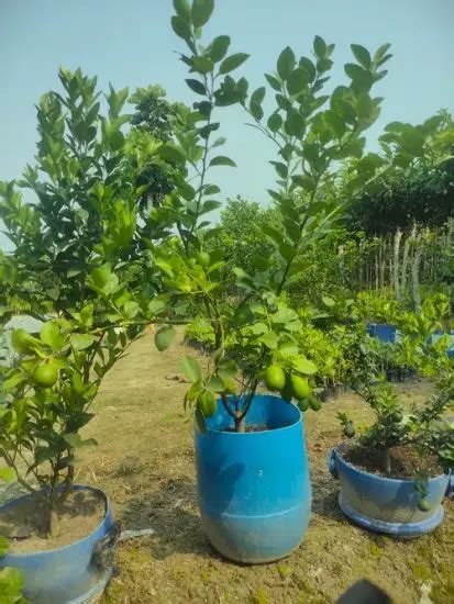 8 Best Lemon Tree Varieties for Containers | Balcony Garden Web