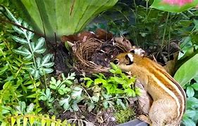 Image result for Chipmunk Babies Nest