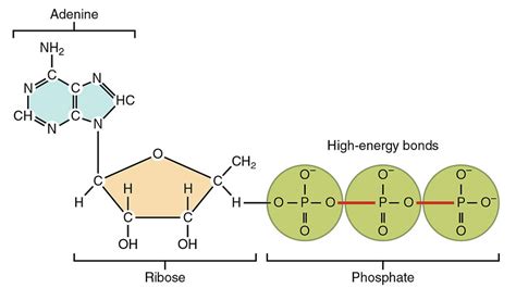Image result for ATP Molecule Structure