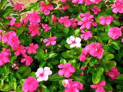 FLOWERING VINES THAT DEER WON'T EAT, FLOWERING DEER WON'T VINES EAT ...