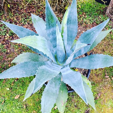 20 Outdoor Succulent Plants That Will Beautify Your Garden