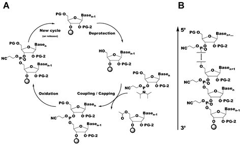 Solid-Phase Chemical Synthesis of Stable Isotope-Labeled RNA to Aid ...