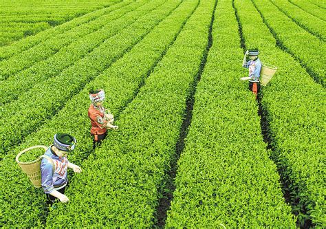 恩施茶产业带动83万人就业-湖北省经济和信息化厅