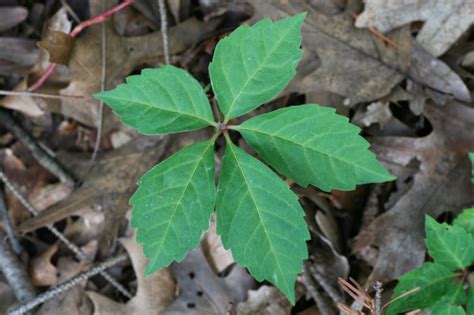 poison ivy - Yahoo Image Search Results | Poison ivy plants, Plants ...